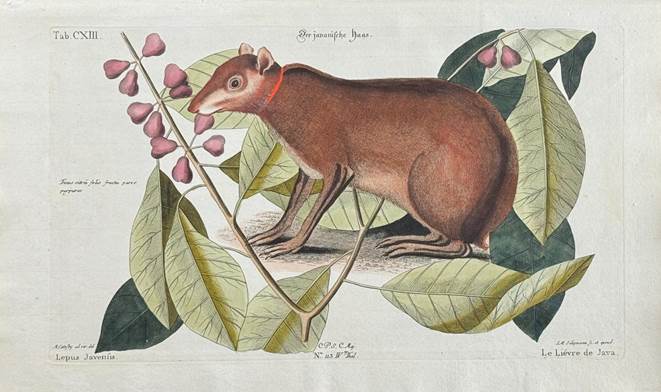 Catesby & Seligmann - Java Hare with Wild Fig. 113